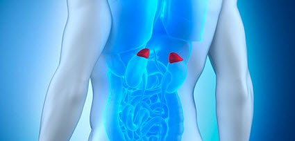 [Анна Шутова] Перезагрузка_ надпочечники (2020) [I_0.jpg